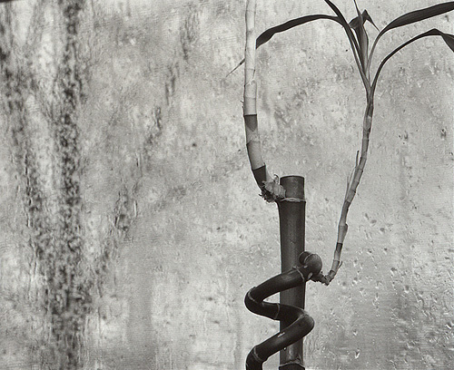 Bamboo Reverie