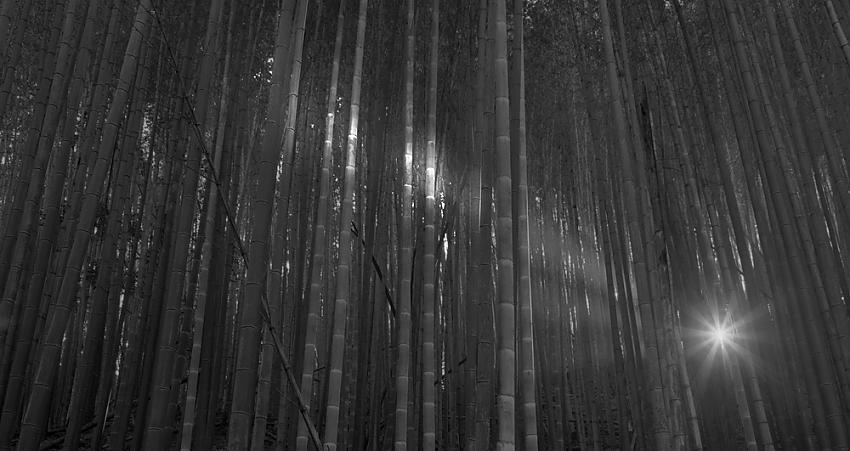 Bamboo Sunrise