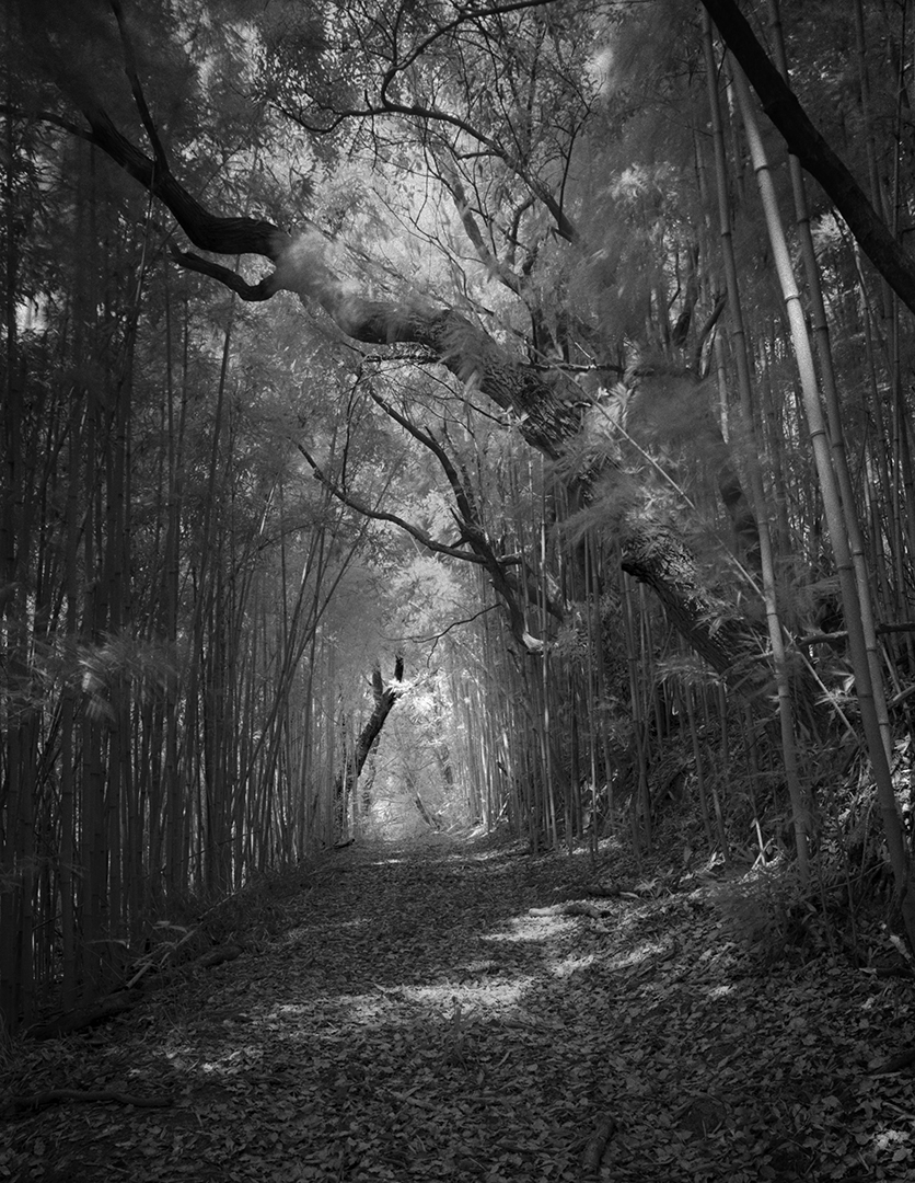 Bamboo Tunnel