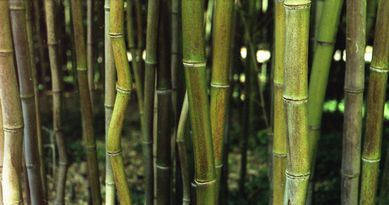 Bamboo-zilla