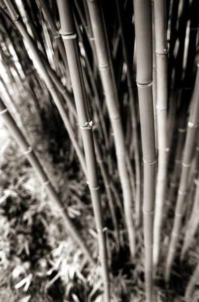bamboo