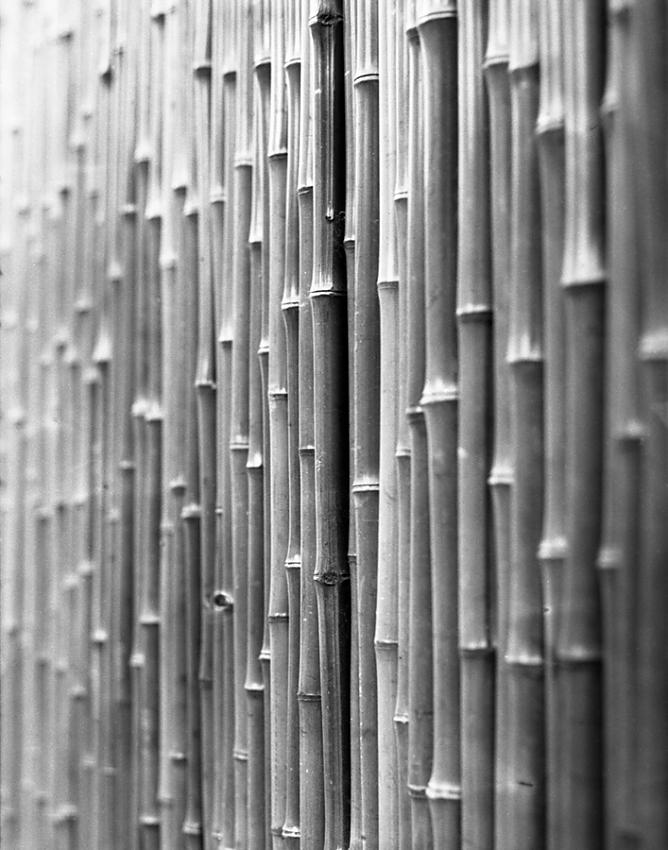Bamboo