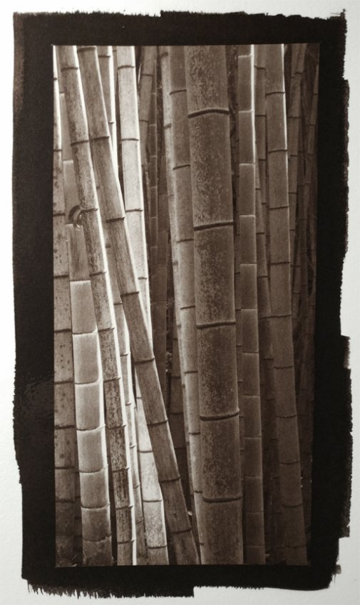 Bamboo