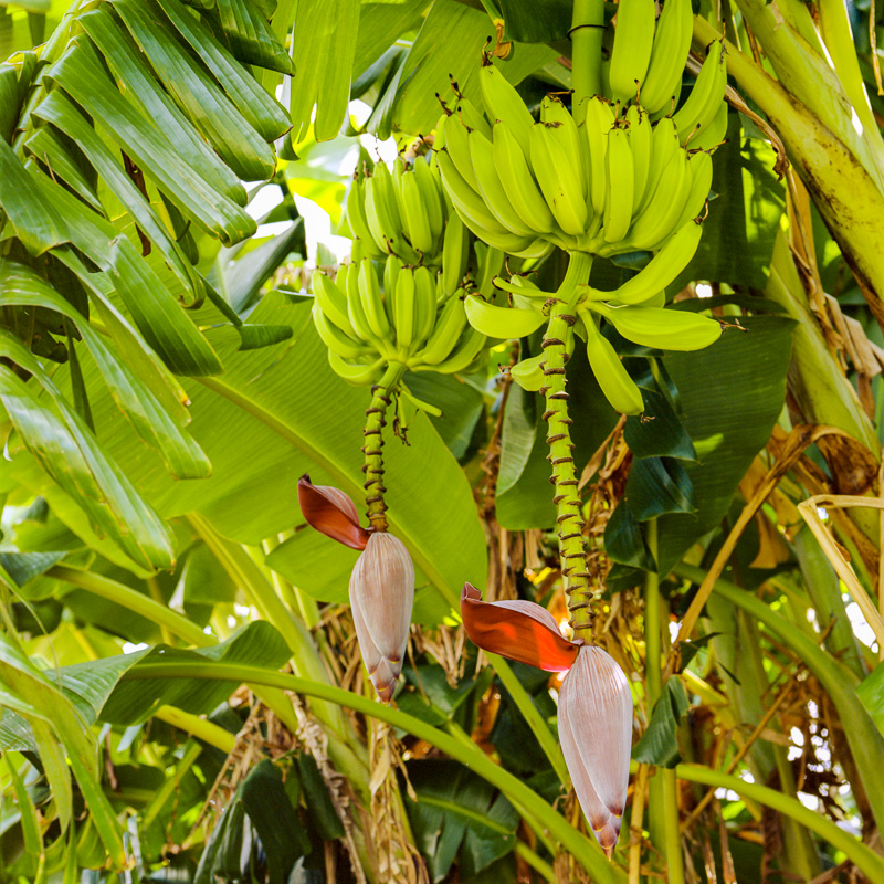 Banana Cluster with Inflorescence