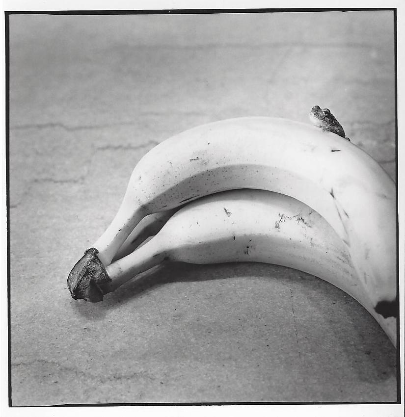banana frog