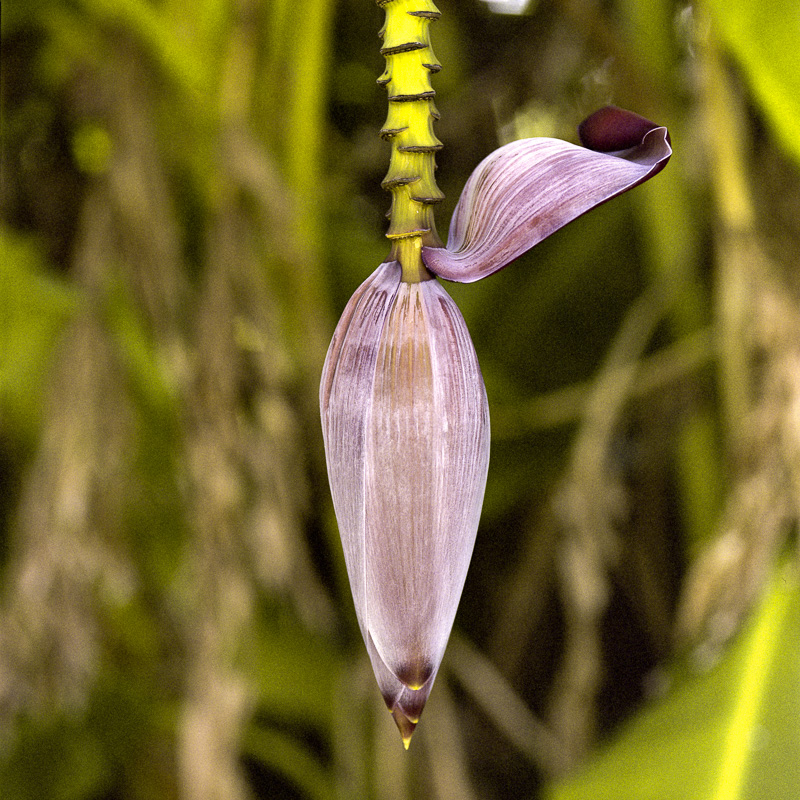 Banana Heart (Inflorescence)