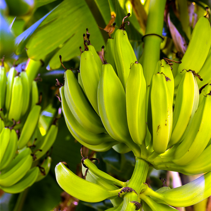 Banana Tiers