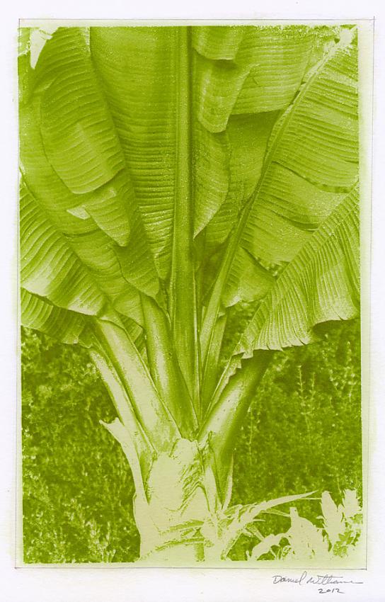 Banana Tree