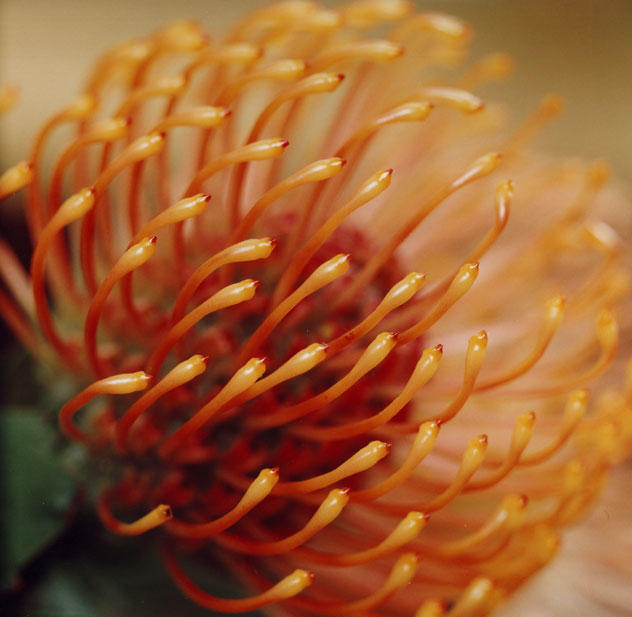 Banksia flower.