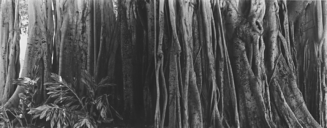 Banyon Tree 2006