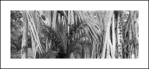 Banyon Tree, 2007