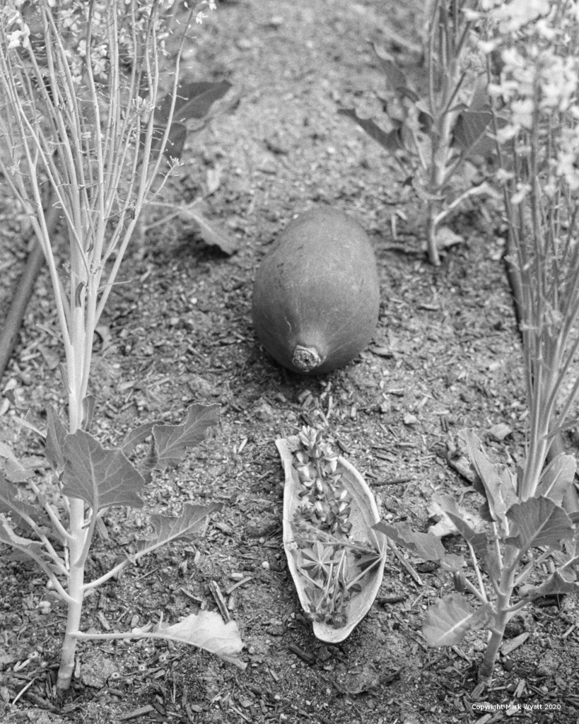 Baobab and Herbs