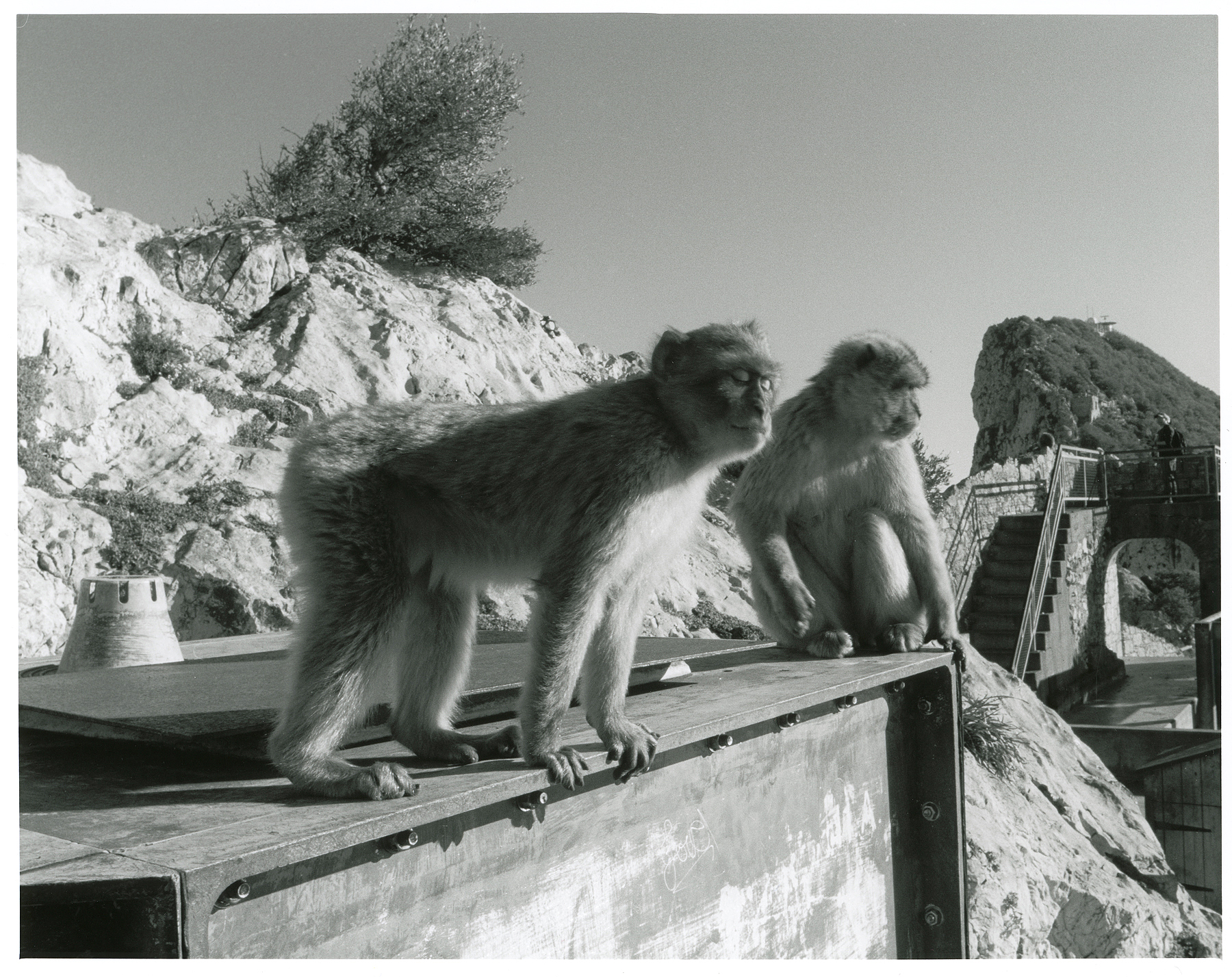 Barbary Macaques