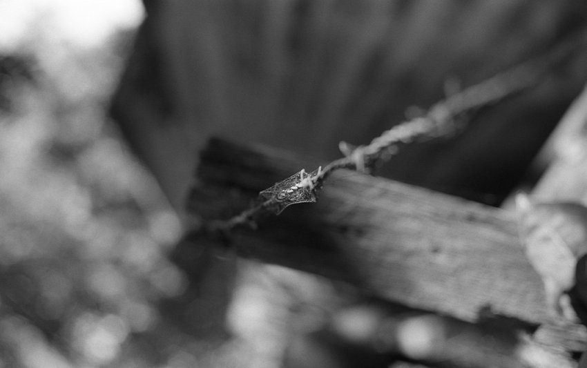 Barbed Web