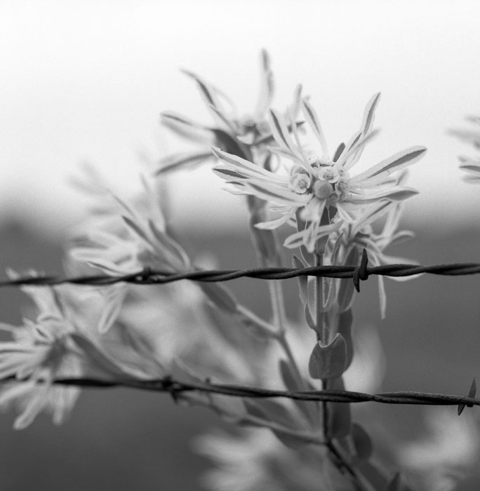 Barbed Wire