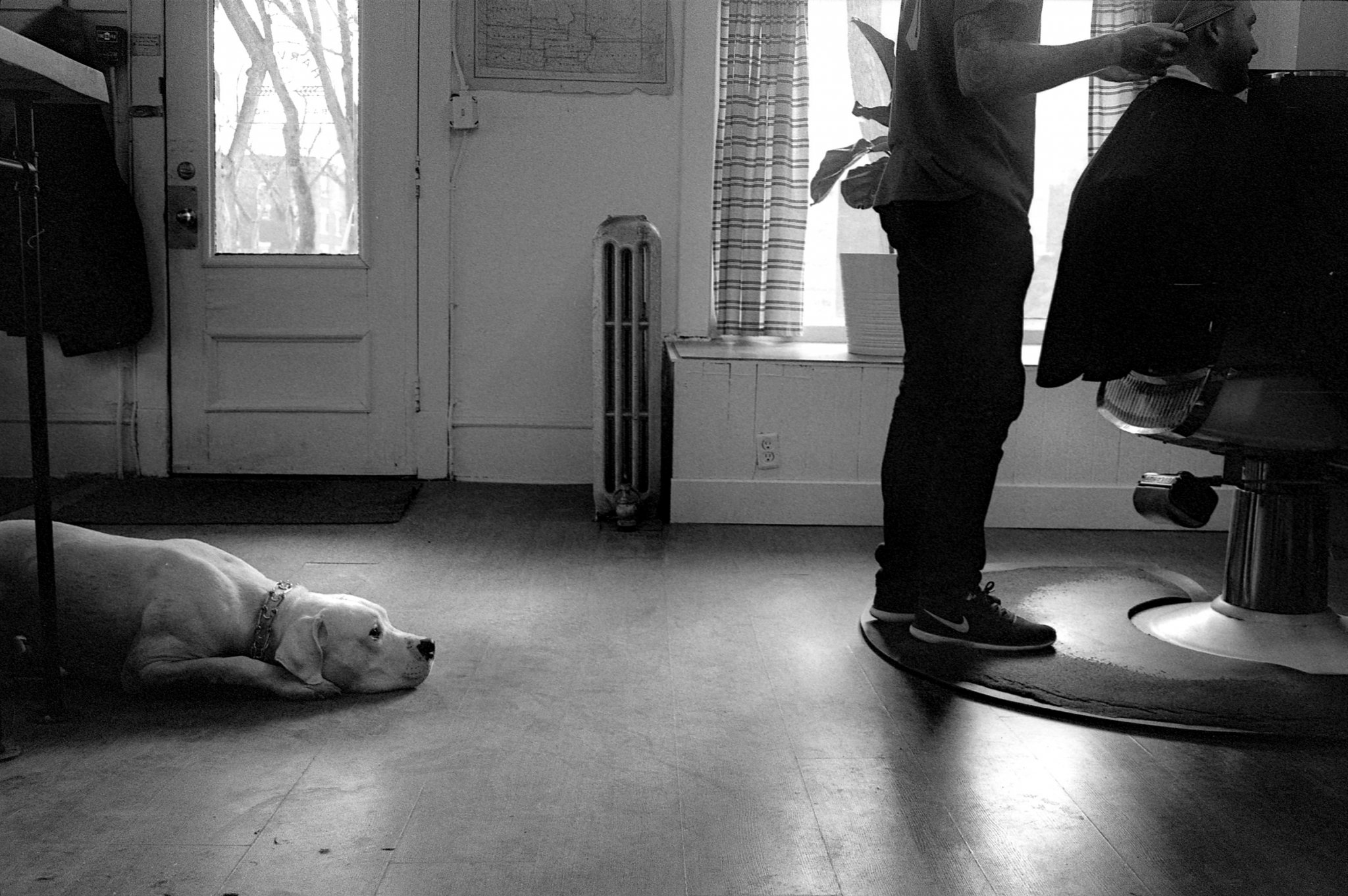 Barber Shop Dog