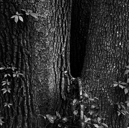 bark and leaves