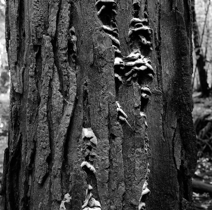 Bark