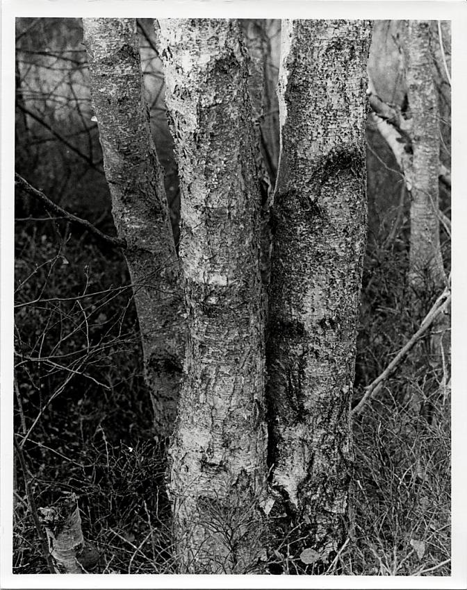 Bark