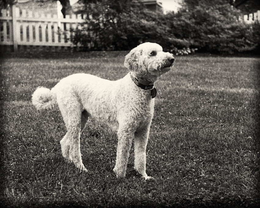 Barkley The Dog