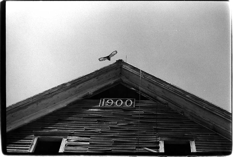 Barn 1900, pigeon