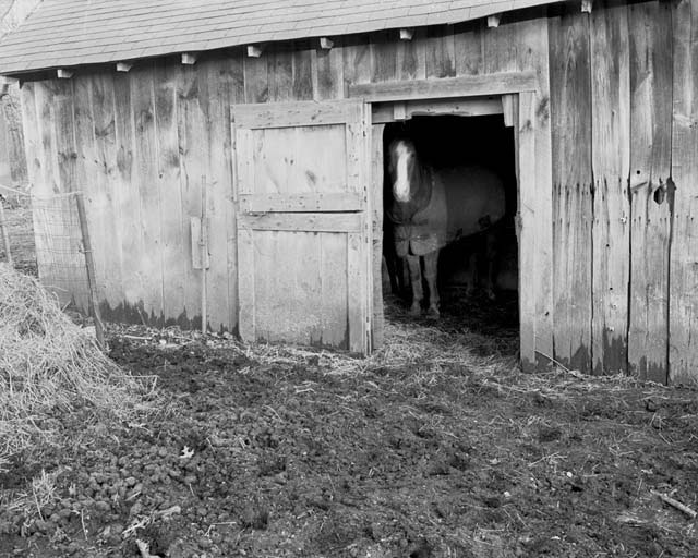 Barn and Horse