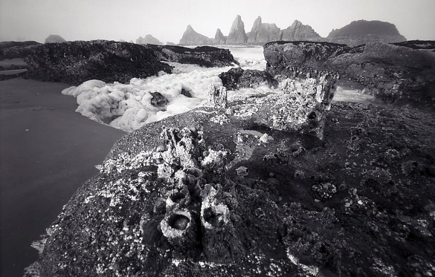 Barnacles at low tide
