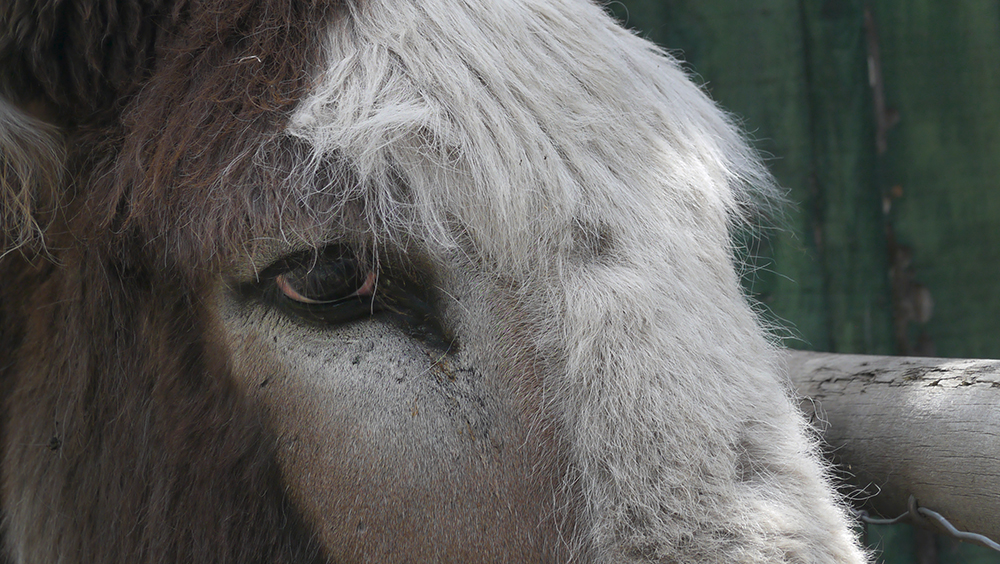 Bart the Donkey