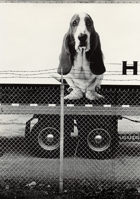 Basset On Truck