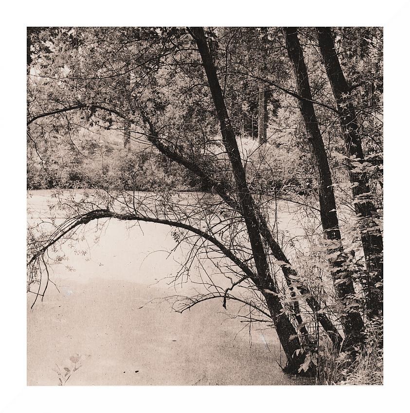 Baum am see