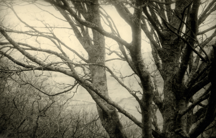 Beach Branches