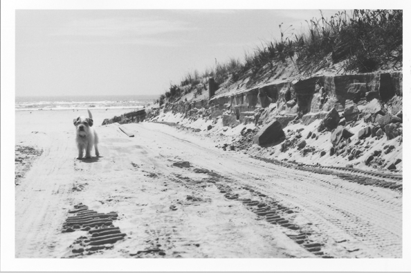 beach dog