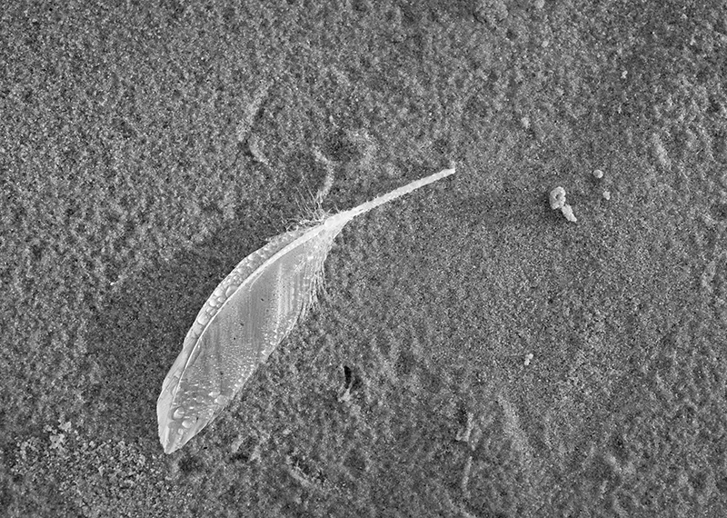 Beach feather