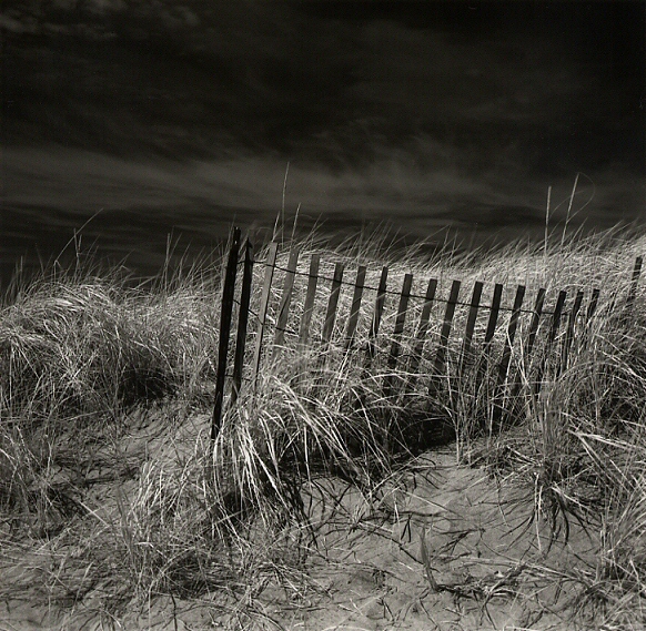 Beach Grass & Snow Fence