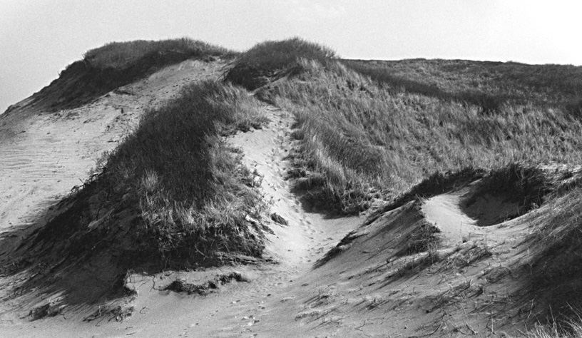 Beach grass