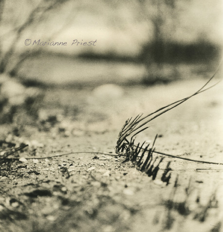 Beach Roots 10