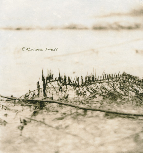 Beach Roots 2