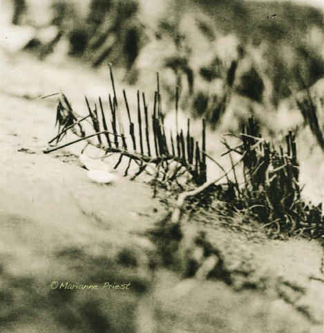 Beach Roots