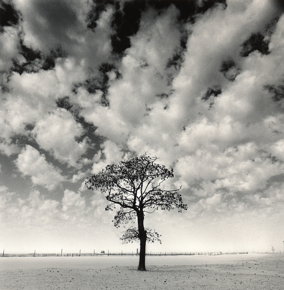 Beach Tree Study 2