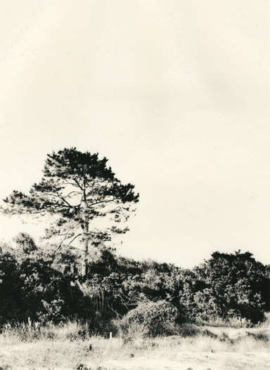 Beach Tree