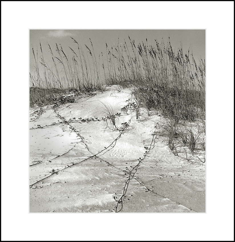 Beach Vines (repost)