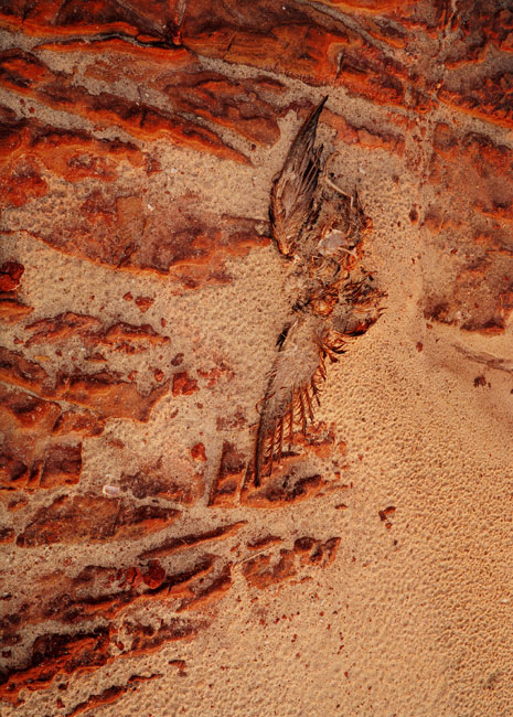 Beached Sooty Shearwater