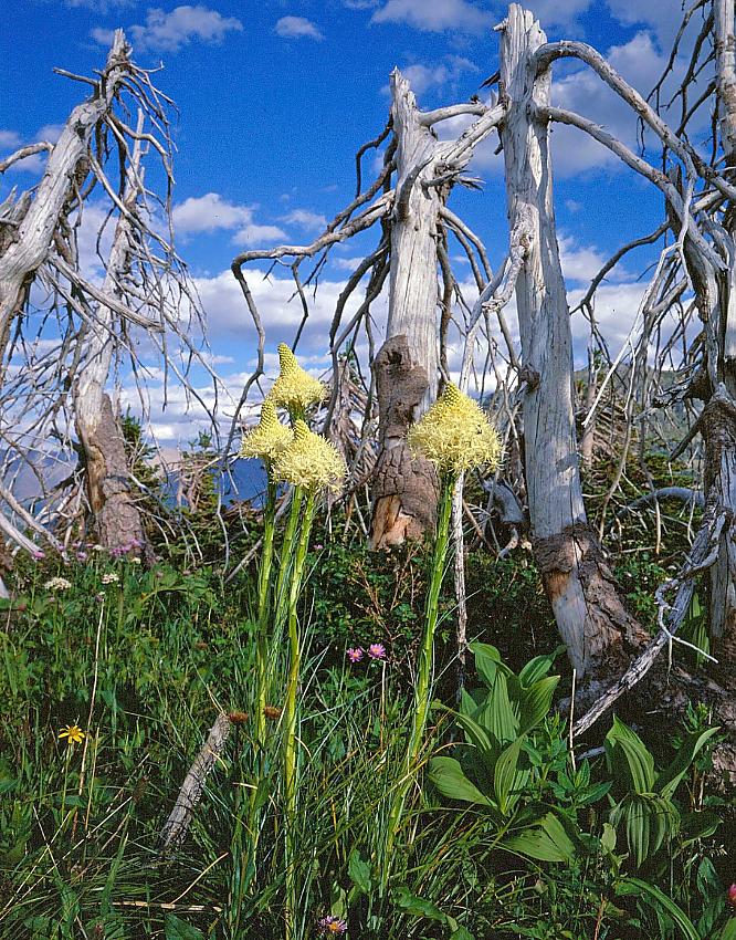 bear grass and white bark pine