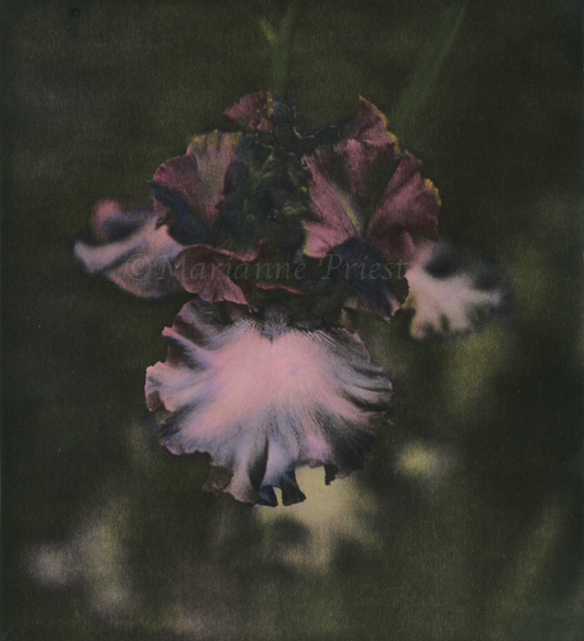 bearded iris hc
