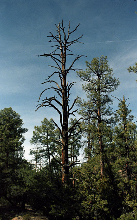 Beauty Canyon snag