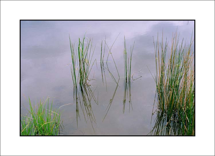 Beaver Pond Grass