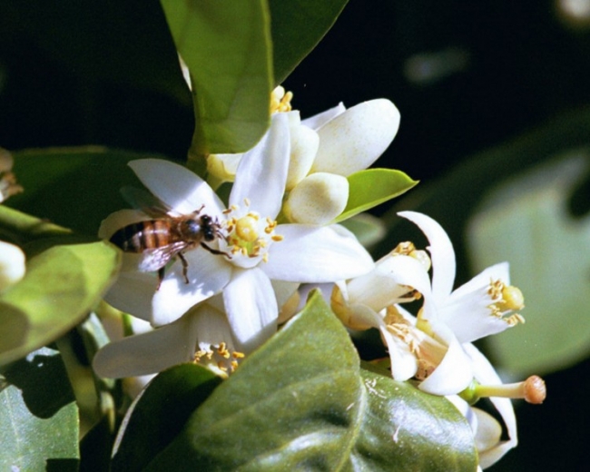 Bee Among the Orange Blossoms
