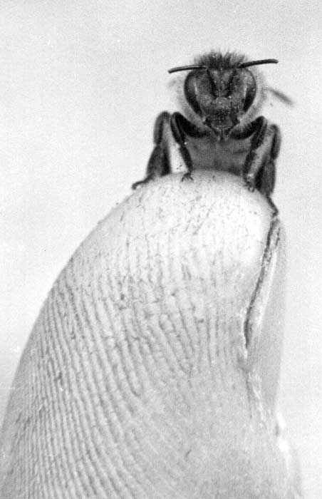 Bee-on-thumb-1