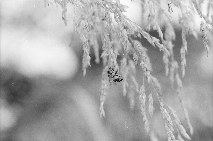 Bee