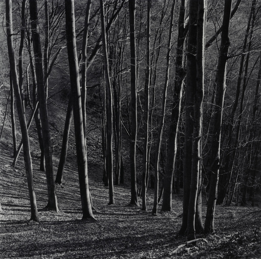 Beech forest 2